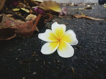 Close-up of white frangipani on plant