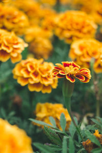 Close-up of marigold flowers blooming outdoors