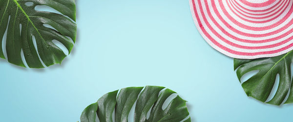 Close-up of fresh green leaves against white background