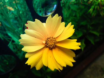 Close-up of yellow flower