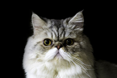 Close-up portrait of cat against black background