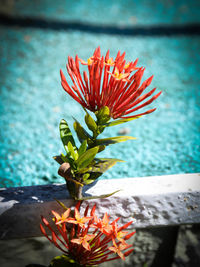 Close-up of red flower blooming outdoors