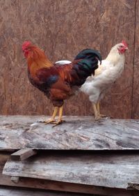 Side view of a rooster