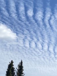 Low angle view of tree against sky