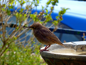 Close-up of bird perching on a plant