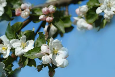 Close-up of white cherry blossom tree