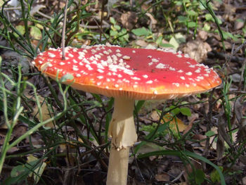 Close-up of fly agaric mushroom on field