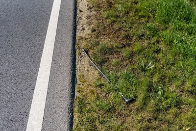 High angle view of lizard on road