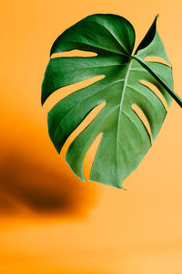 Close-up of leaves against yellow background