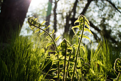 Close-up of fresh green plants in water