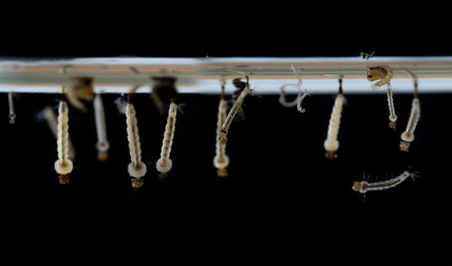 Close-up of clothes hanging on wood against black background