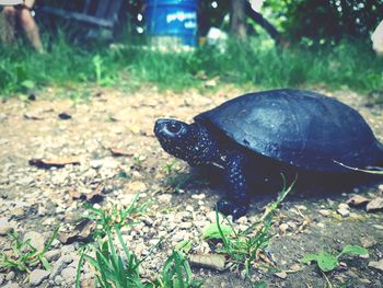 Close-up of turtle on ground