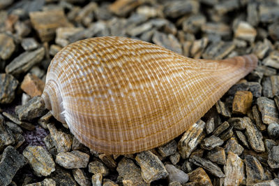 shell
