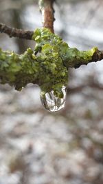 Close-up of raindrops on tree