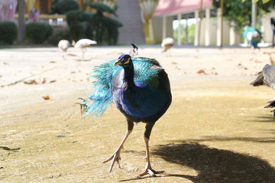 Close-up of a bird on sand