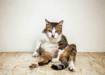 Portrait of cat sitting on wall