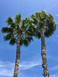 Low angle view of coconut palm tree against blue sky