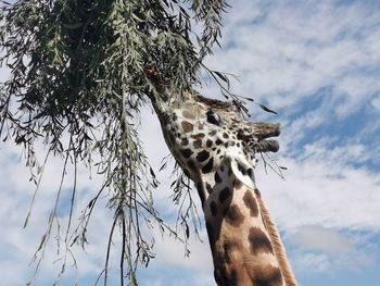 Low angle view of giraffe eating plant