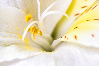 Close-up of white flowering plant