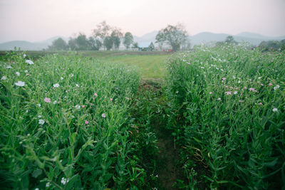 Scenic view of grassy field against sky