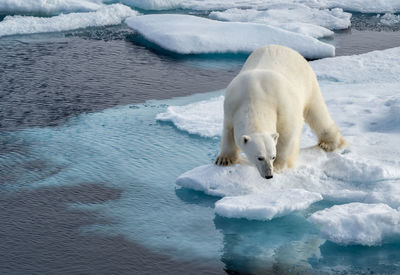 Polar bear standing on frozen sea
