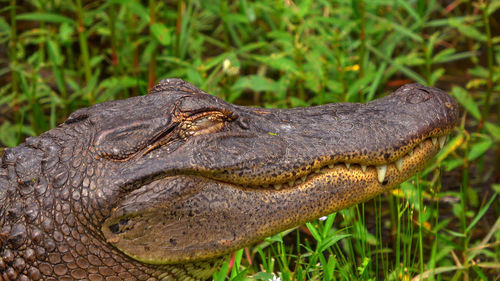 Close-up of lizard on grass