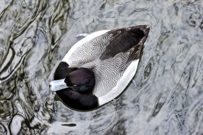 Close-up of a duck in rippled water