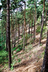 Pine trees in forest