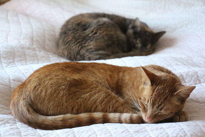 Close-up of cats resting on bed