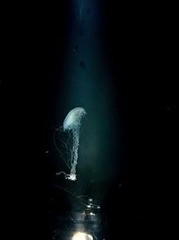 View of jellyfish swimming in sea