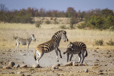 Zebras fighting on land