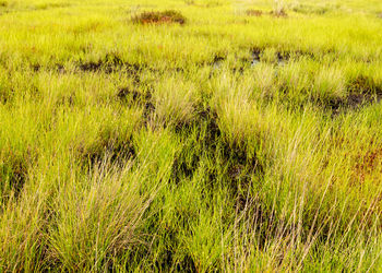 Traditional bog vegetation background, bog grass, plants, water, moss, summer in the bog