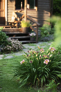 Close-up of potted plant on field