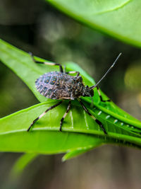 Close-up of insect on leaf