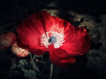 Close-up of red poppy