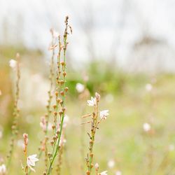 Close-up of plant growing on field