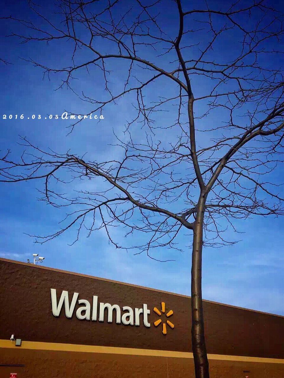 text, western script, communication, tree, sky, low angle view, sign, information sign, bare tree, road sign, branch, guidance, information, capital letter, clear sky, blue, no people, non-western script, nature, warning sign