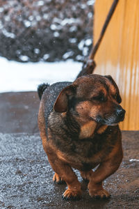 Cute dog looking serios with blurry background snow