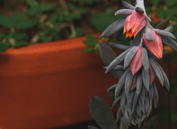 Close-up of red flowering plant