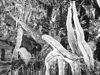 Close-up of icicles on tree trunk during winter