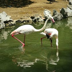 Birds in calm lake