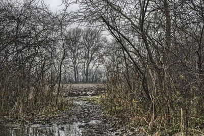 Bare trees against sky