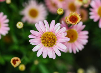 Close-up of pink flowers blooming outdoors