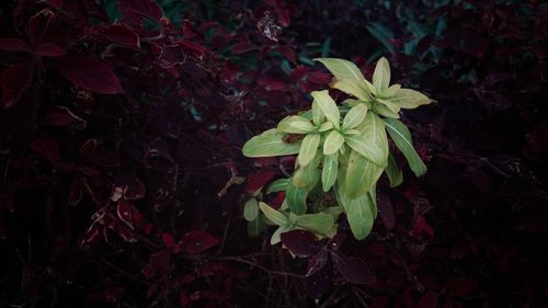 Close-up of leaves