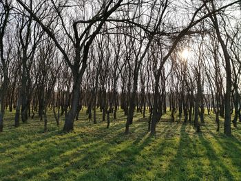 Bare trees in forest