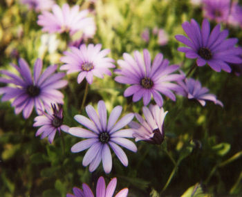 Close-up of purple flowers blooming outdoors