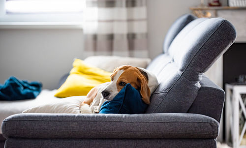 Beagle dog tired sleeps on a cozy sofa in fanny position. dog background theme