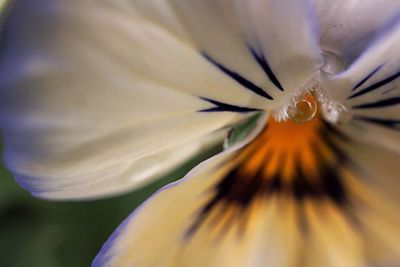 Close-up of flower