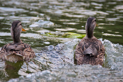 Ducks in a lake