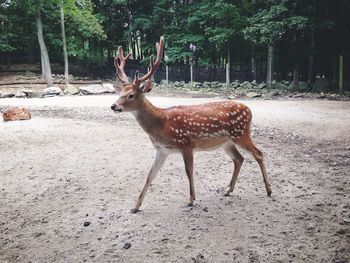 Deer in forest